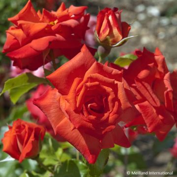 Rosa floribunda rusticana - Floribunda Rose Rosa floribunda rusticana - Floribunda Rose