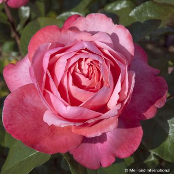 Rosa Drakkar - Hybrid Tea Rose