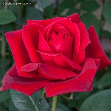 Rosa Jubilé Papa Meilland - Hybrid Tea Rose Rosa Jubilé Papa Meilland - Hybrid Tea Rose