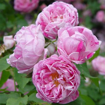 Rosa Honorine de Brabant - Bourbon Rose