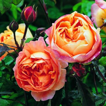 Rosa  Lady Emma Hamilton - English Shrub Rose