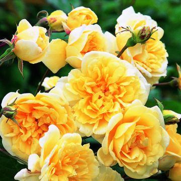 Rosa Malvern Hills 'Auscanary'