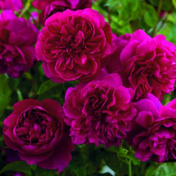 Rosa Thomas à Becket - English Shrub Rose Rosa Thomas à Becket - English Shrub Rose