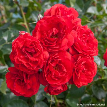 Rosa x polyantha Scarlet Bonica
