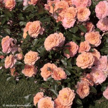 Rosa Apricot Drift - Groundcover Rose Rosa Apricot Drift - Groundcover Rose