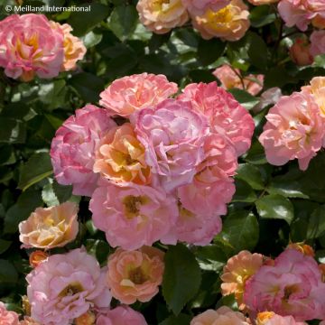 Rosa Peach Drift - Groundcover Rose Rosa Peach Drift - Groundcover Rose