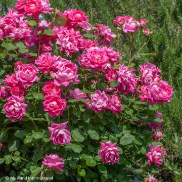 Rosa Pink Double Knock Out - Groundcover Rose Rosa Pink Double Knock Out - Groundcover Rose