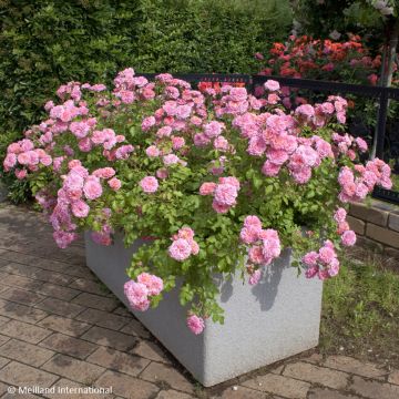 Rosa Sweet Drift - Groundcover Rose