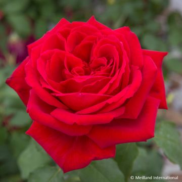 Rosa Botero Climbing - Climbing Rose