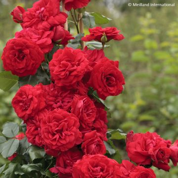 Rosa Negresco - Climbing Rose Rosa Negresco - Climbing Rose