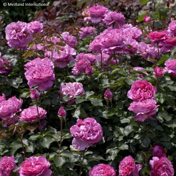 Rosa Yves Piaget Climbing - Climbing Rose