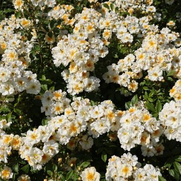 Rosa Goldfinch - Rambling rose Rosa Goldfinch - Rambling rose