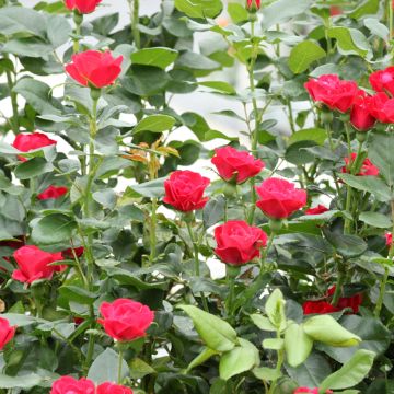 Rosa x polyantha Zepeti - Dwarf Rose