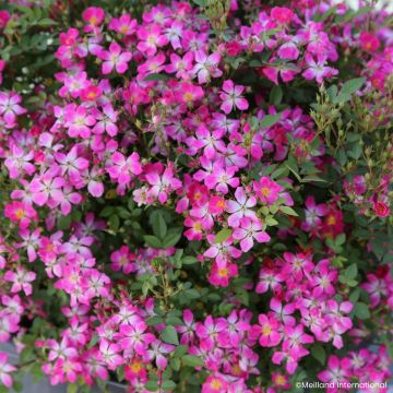 Rosa x polyantha GALAXY Antares - Miniature Rose