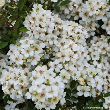 Rosa x polyantha GALAXY Arcturus - Miniature Rose