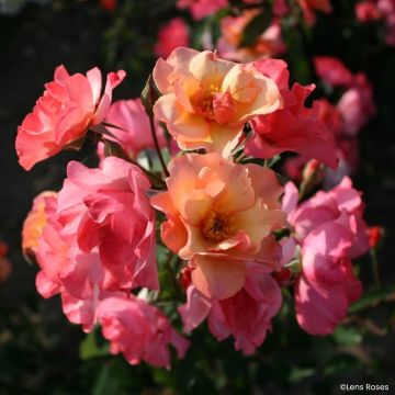 Rosa moschata Esch-sur-Sûre - Musk Rose Rosa moschata Esch-sur-Sûre - Musk Rose