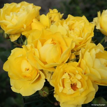 Rosa Here Comes the Sun - Floribunda Rose