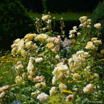 Rosa moschata Lady in Gold - Musk Rose Rosa moschata Lady in Gold - Musk Rose