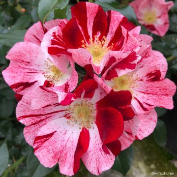 Rosa Simsalabim - Floribunda Rose
