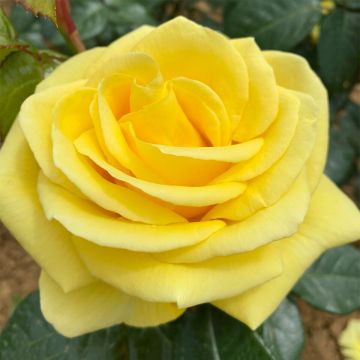 Rosa Lemon Impact - Hybrid Tea Rose