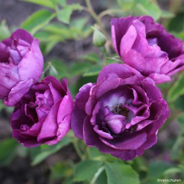 Rosa Bridge of Stars - Climbing Rose