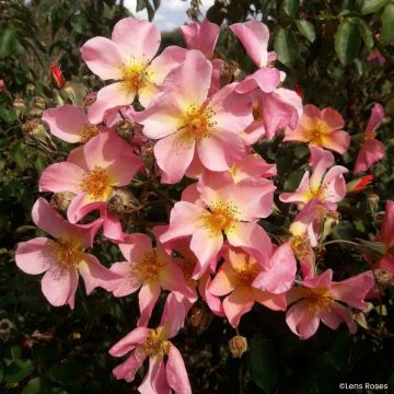 Rosa moschata Lens Flair - Climbing Rose Rosa moschata Lens Flair - Climbing Rose