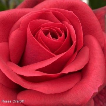 Rosa Tchic-Tchac - Climbing Rose