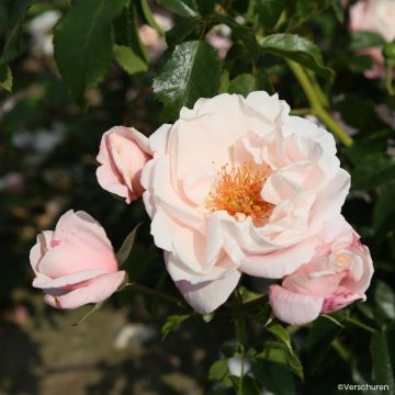 Rosa Zelmani's Dream - Climbing Rose