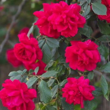Rosa Guirlande Fleurie® ‘Robguir’ - Climbing Rose