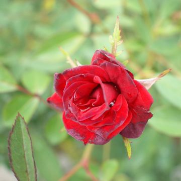 Rosa polyantha Baby Baccara - Polyantha Rose