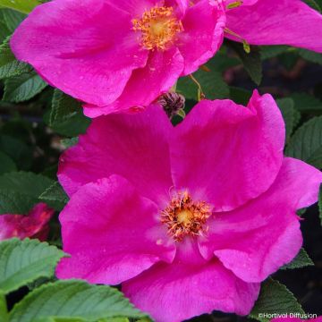 Rosa rugosa Angelia Eglantine - Rugosa rose