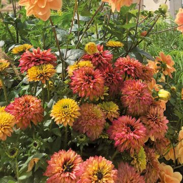 Rudbeckia hirta Rudy Double Rose Yellow - Gloriosa daisy