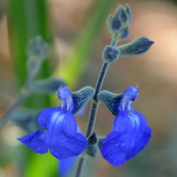 Salvia Isochroma 
