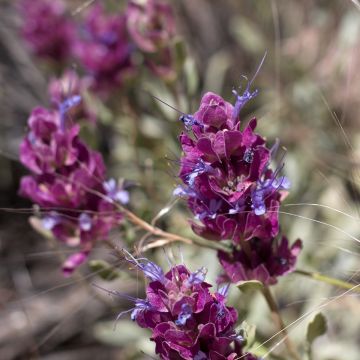 Salvia pachyphylla 