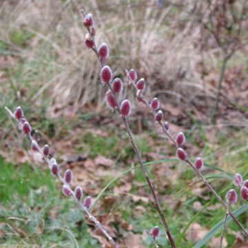 Salix gracilistyla Mount Aso - Black Willow