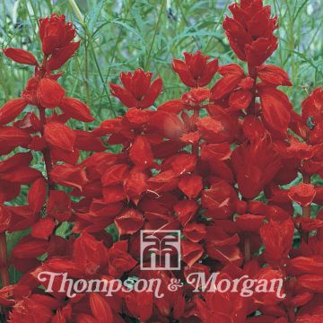Salvia splendens Red Arrow Salvia splendens Red Arrow