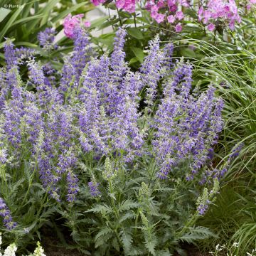 Salvia 'Bocofpea' Feathers Peacock - Perennial sage