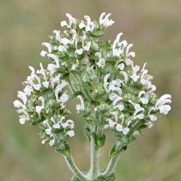 Salvia aethiopis - African sage