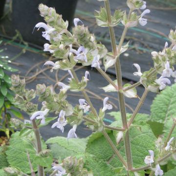 Salvia moorcroftiana - Sage