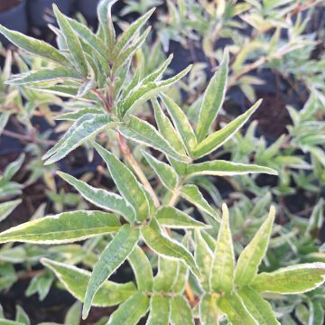 Sambucus nigra Aureomarginata - Black Elder