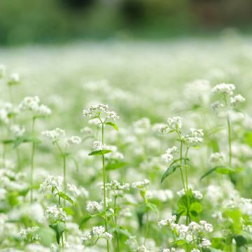 Common Buckwheat organic seeds - Fagopyrum esculentum