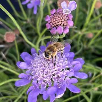 Scabiosa columbaria Nova® Dew Drops - Small scabious