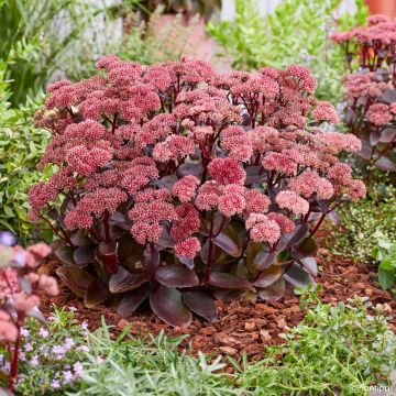 Sedum Black Knight - Autumn Stonecrop