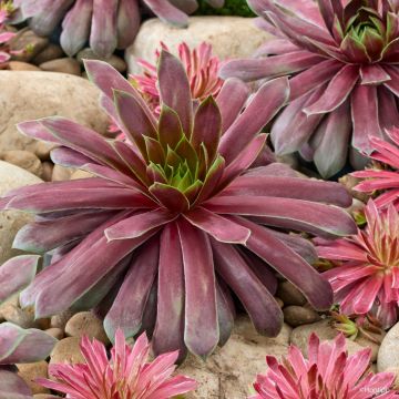 Sempervivum Emerald Explosion® - Houseleek