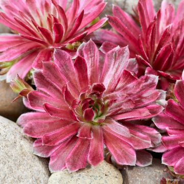 Sempervivum Chick Charms Lotus Blossom ® - Houseleek