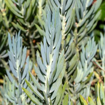 Senecio ficoides - Curio ficoides