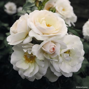Rosa Martin Luther Rose - Floribunda Rose