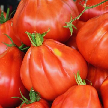 Liguria Untreated Tomato - Ferme de Sainte Marthe seeds