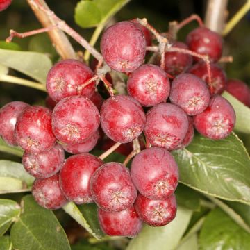 Sorbus aucuparia Alaja Krupnaja - Rowan