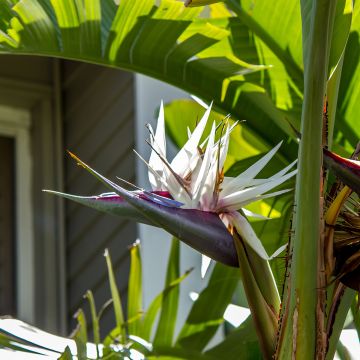 Strelitzia nicolai seeds - White bird of paradise